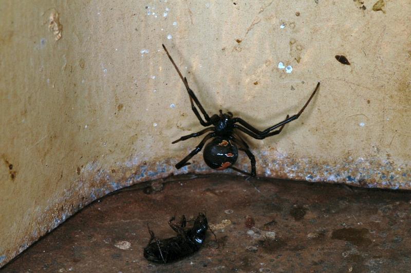 Latrodectus_hasselti_D3587_Z_78_Nyang Station_Australie.jpg